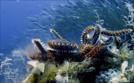 Mein Mittelmeer - Tauchgänge ins Unterwasserreich | TV-Programm von arte