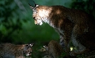Unsere Wälder | TV-Programm von arte