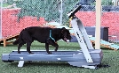 Cesar Millan: Better Human Better Dog - Bessere Menschen, bessere Hunde | TV-Programm von sixx