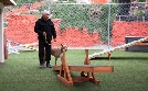 Cesar Millan: Better Human Better Dog - Bessere Menschen, bessere Hunde | TV-Programm von sixx