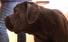 Der Hundeprofi - Rütters Team | TV-Programm von VOX