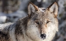 Rückeroberung der Rocky Mountains | TV-Programm von arte