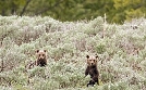 Rückeroberung der Rocky Mountains | TV-Programm von arte