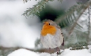 Abenteuer Wildnis | TV-Programm von BR