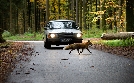 Tiere bis unters Dach | TV-Programm von Das Erste