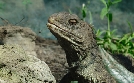 Neuseeland - Rivalen der Urzeit | TV-Programm von 3sat