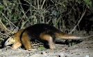Unter Raubkatzen und Ameisenbären - Mit Lydia Möcklinghoff in Brasiliens Tierwelt  | So 28.07. 20:15 RBB