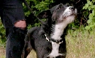 Der Hundeprofi - Rütters Team | TV-Programm von VOX