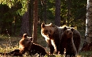 Expeditionen ins Tierreich | TV-Programm von NDR