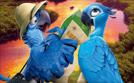 Rio 2 - Dschungelfieber  | Sa 10.08. 20:15 RTL SUPER