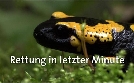 Rettung in letzter Minute | TV-Programm von SWR