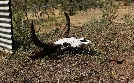 Goldrausch in Australien | TV-Programm von DMAX