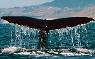 Mit dem Zug durch Neuseeland  | Di 21.07. 20:15 phoenix