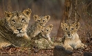 Wildes Indien | TV-Programm von 3sat