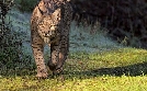 Europa, von wegen wild! | TV-Programm von arte