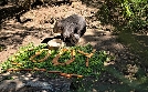 Seelöwe & Co. - tierisch beliebt | TV-Programm von WDR