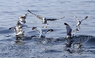 Bodensee - Wildnis am großen Wasser  | Mo 30.09. 20:15 3sat