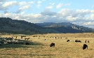 Yellowstone | TV-Programm von 3sat