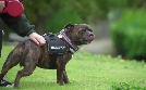 Dog House - Hundevermittlung mit Herz | TV-Programm von TLC