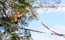 Borneo - Paradies auf Abruf | TV-Programm von arte