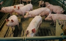 Sprechende Schweine - KI übersetzt Tiersprache | TV-Programm von tagesschau24