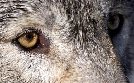 Yellowstone | TV-Programm von 3sat