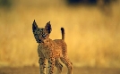 Wildkatzen und Wildhunde | TV-Programm von arte