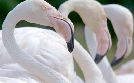 Die Sprache der Tiere | TV-Programm von arte