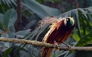 Die Sprache der Tiere | TV-Programm von arte