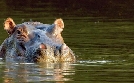 Serengeti | TV-Programm von 3sat