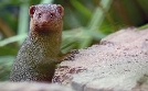 Die Sprache der Tiere | TV-Programm von arte