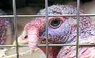 Achtung Tiertransport - Lange Wege auf den Teller | TV-Programm von NDR