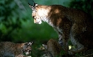 Unsere Wälder | TV-Programm von mdr