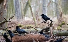 Unsere Wälder | TV-Programm von arte