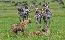 Afrikas Ikonen der Tierwelt | TV-Programm von 3sat
