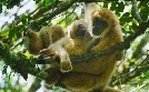 Hoffnungsträger Wald - Können Bäume das Klima retten?  | Do 06.03. 20:15 zdfinfo