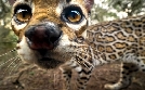 Der Ozelot - Eine Katze in Not | TV-Programm von phoenix
