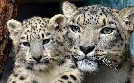 Zoobabies | TV-Programm von WDR