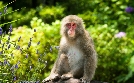 Wildes Japan | TV-Programm von phoenix