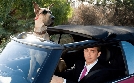Marmaduke | TV-Programm von zdf_neo