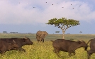 Afrikas Ikonen der Tierwelt | TV-Programm von zdfinfo