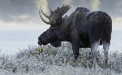 Ein Jahr in Kanadas Wildnis | TV-Programm von phoenix