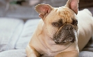 Die Super-Hunde-Nanny - Lehrerin für schwierige Felle | TV-Programm von sixx