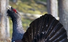 Wildnis Europa | TV-Programm von arte