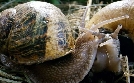 Naturwunder Gemüsegarten: Die große Welt der kleinen Tiere | TV-Programm von arte