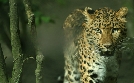 Leopard, Seebär & Co. | TV-Programm von WDR