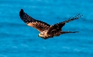 Zugvögel - Ein Jahr vergeht im Flug | TV-Programm von RBB