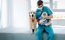 Die Tier-Docs! Pfotenhelden mit Herz | TV-Programm von SAT.1 Gold