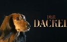 Der Dackel | TV-Programm von arte