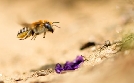 Wildbienen und Schmetterlinge: Biene Majas Wilde Schwestern | TV-Programm von phoenix
